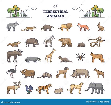 Terrestrial animal .